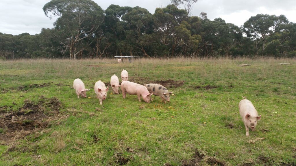 Pastured Pork | Free Range | Ethical